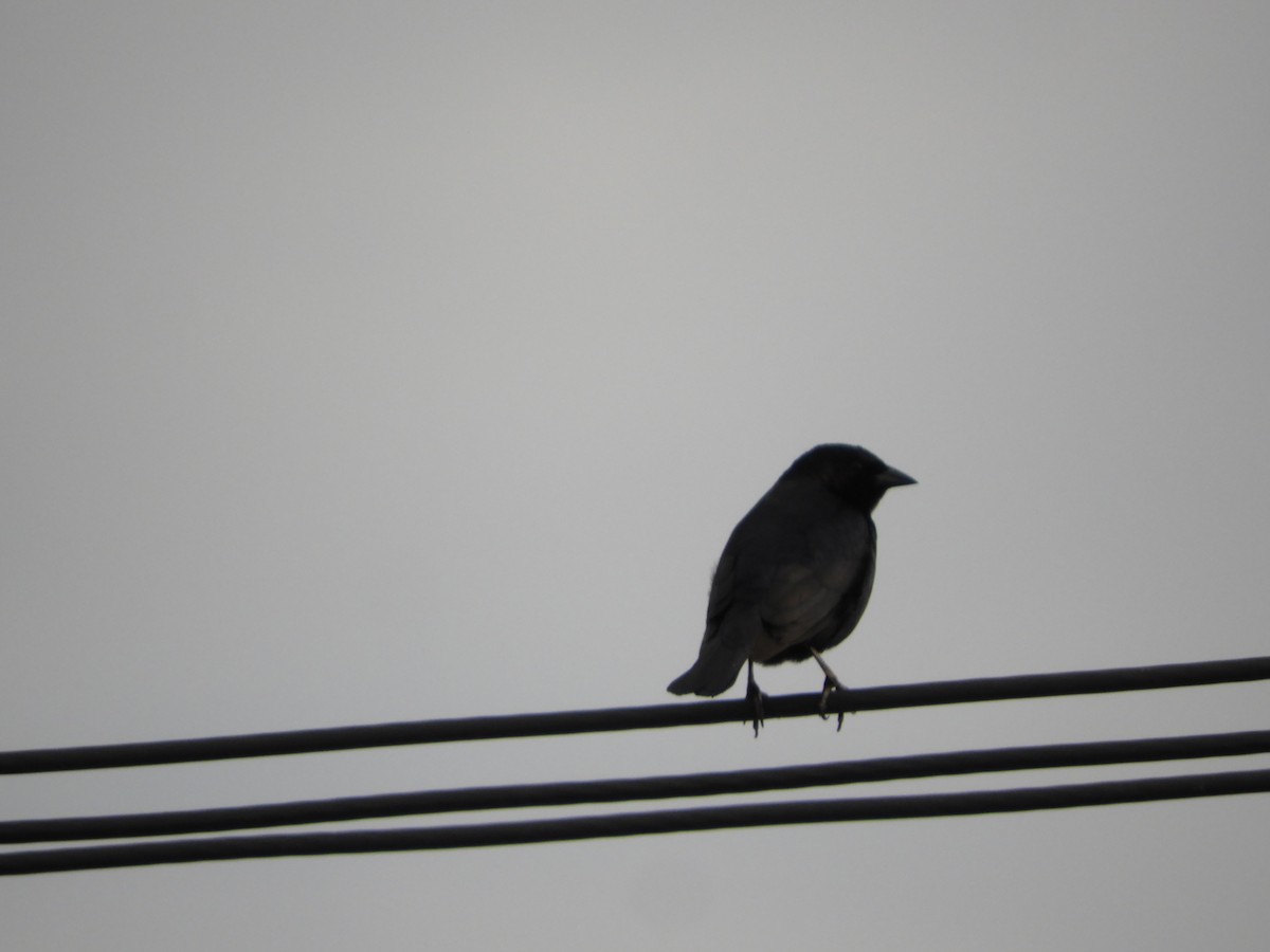 Shiny Cowbird - ML646582547