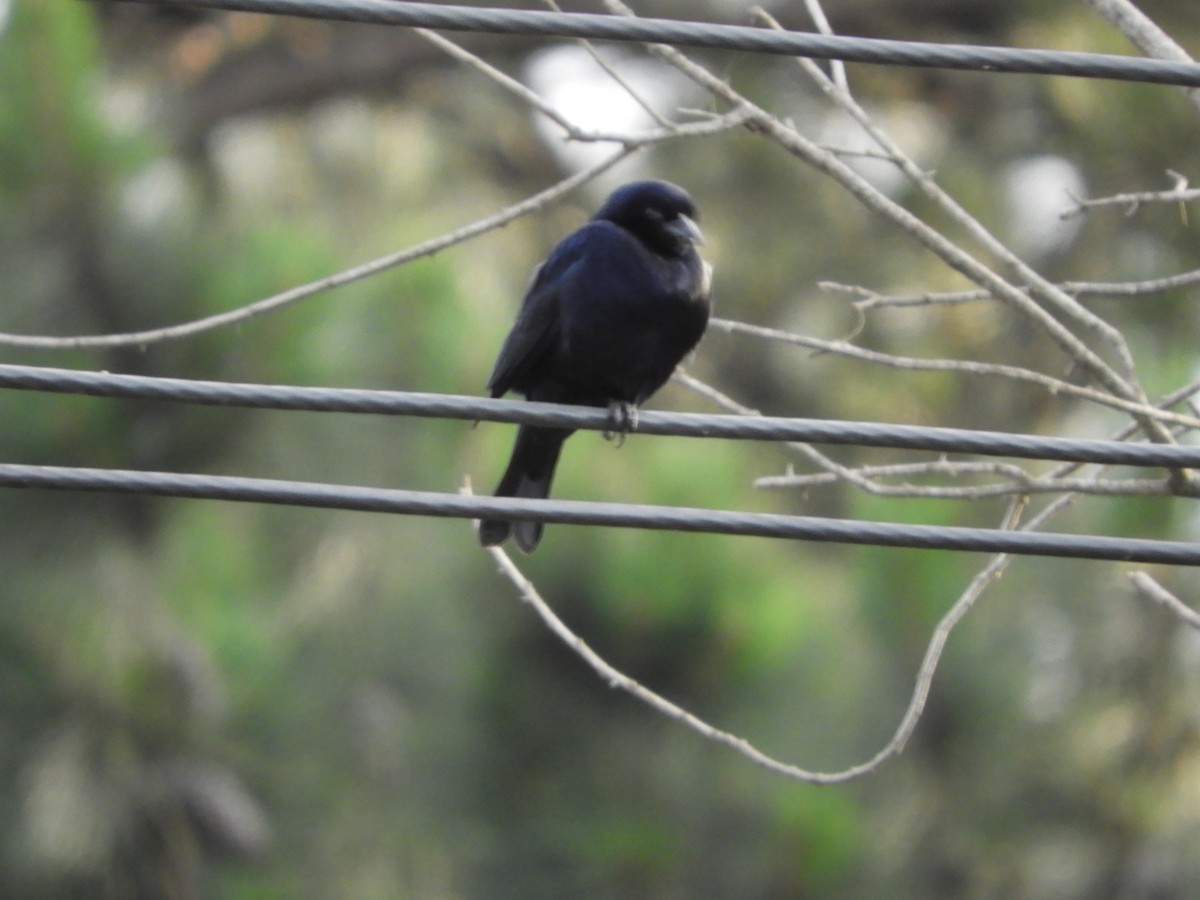 Shiny Cowbird - ML646582548