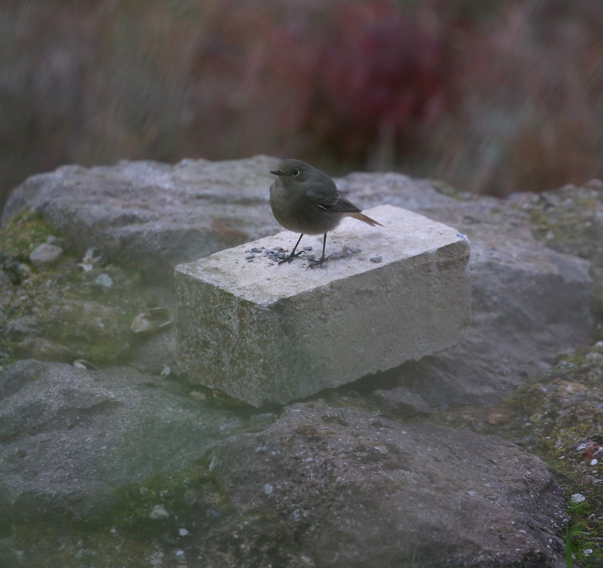 クロジョウビタキ - ML646582550