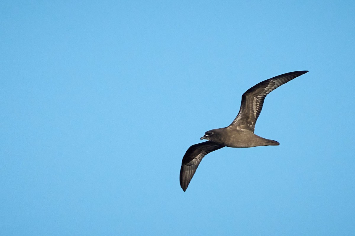 Henderson Petrel - ML646582565