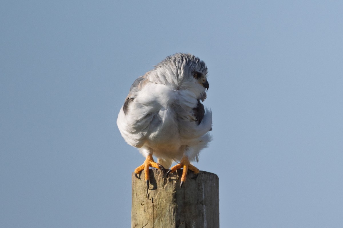 黑翅鳶 - ML646582566
