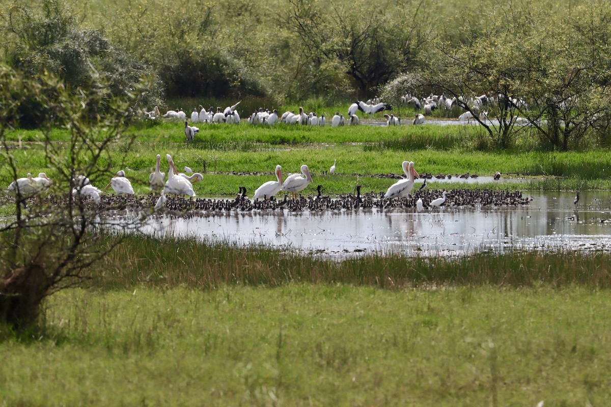 Short-billed/Long-billed Dowitcher - ML646582568