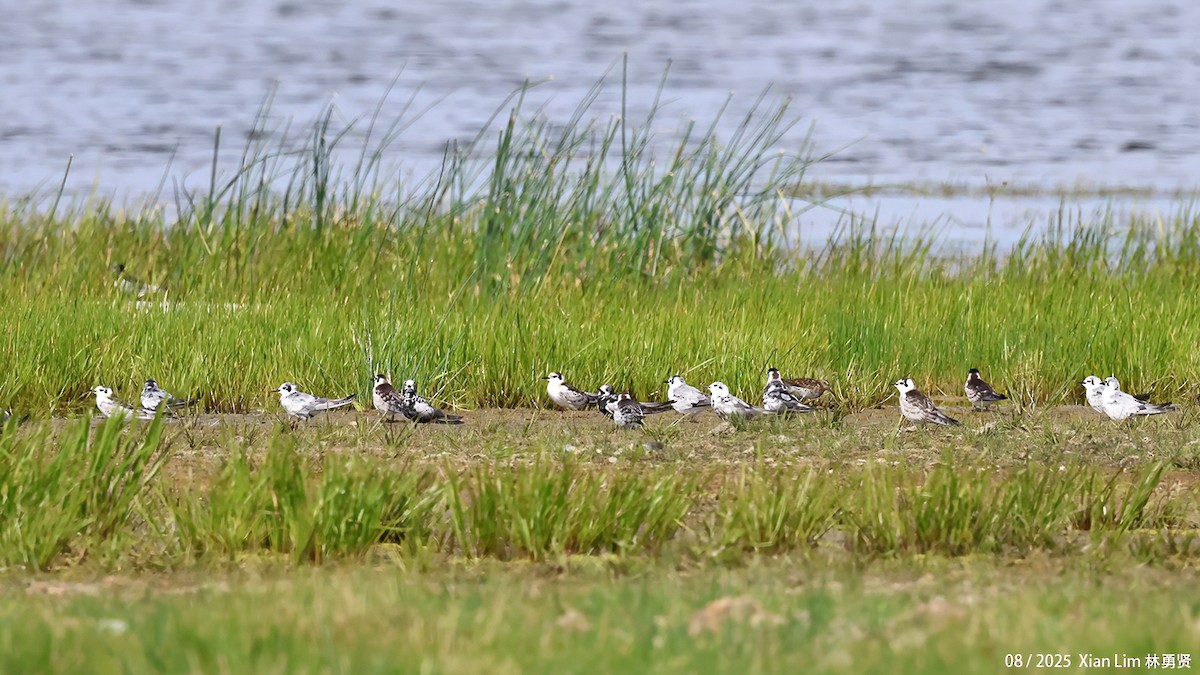 ハジロクロハラアジサシ - ML646582577