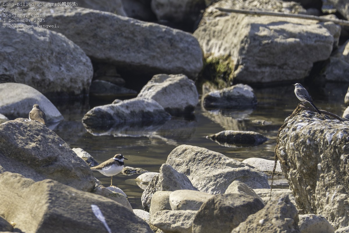 Шөвгөр хиазат - ML646582583