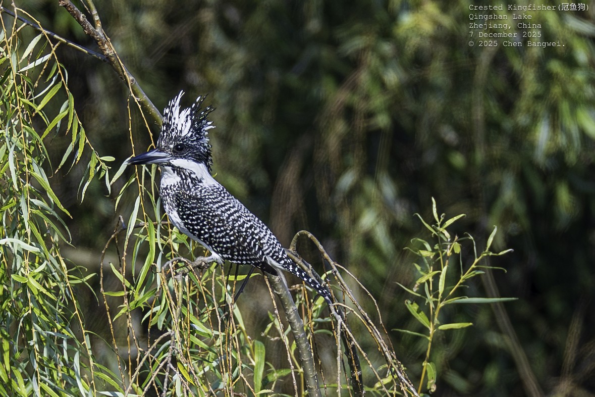 Crested Kingfisher - ML646582596