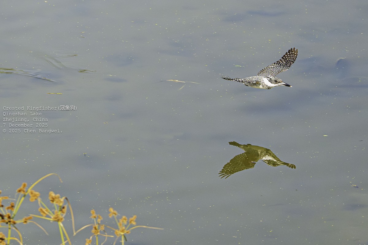 Crested Kingfisher - ML646582597