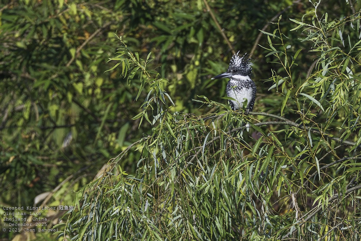 Crested Kingfisher - ML646582598