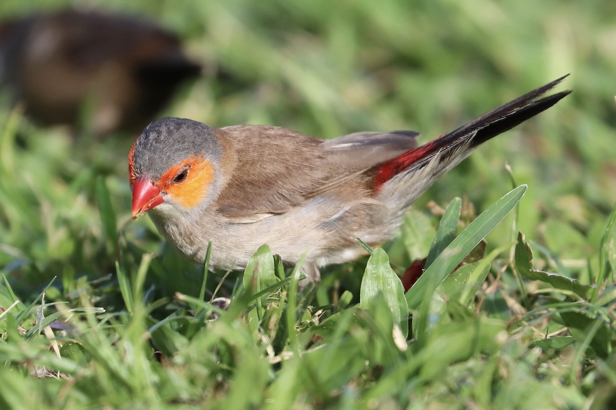 Al Yanaklı Mumgaga - ML646582599