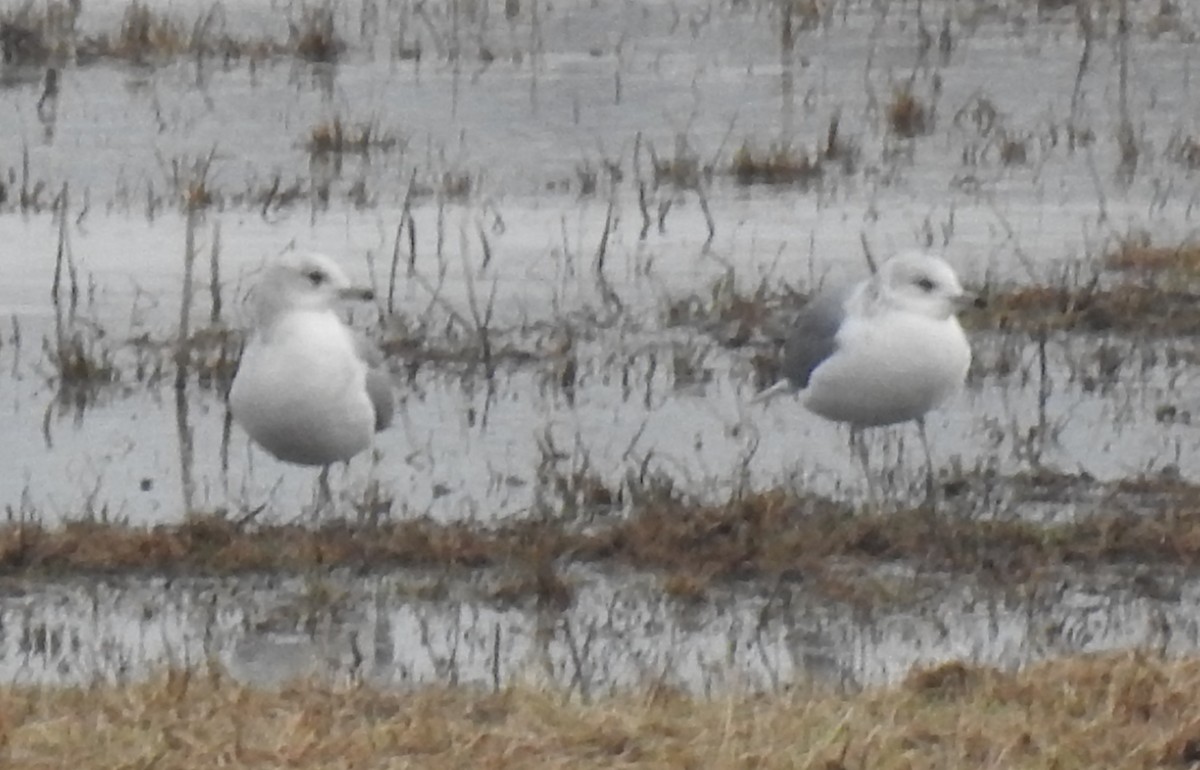 Sturmmöwe - ML646582605