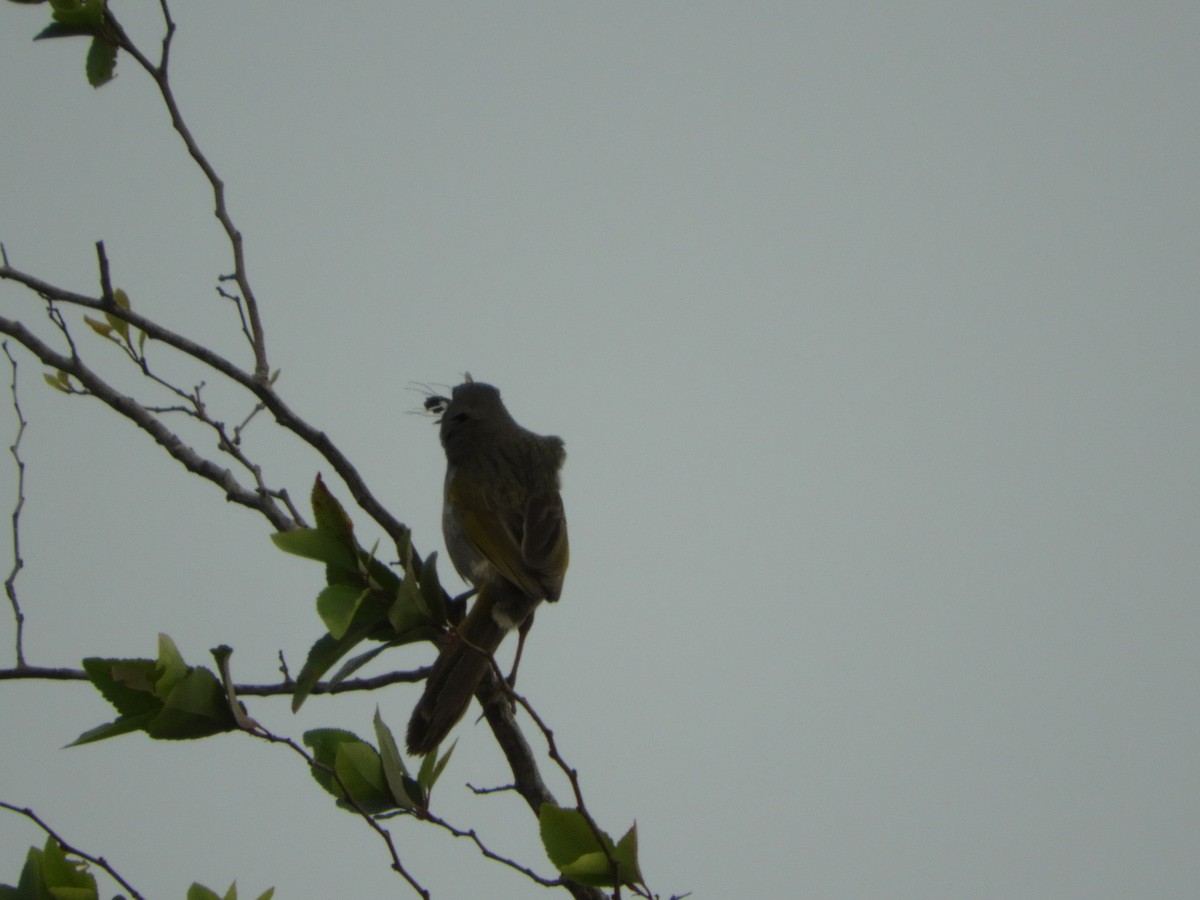 Great Pampa-Finch - ML646582606