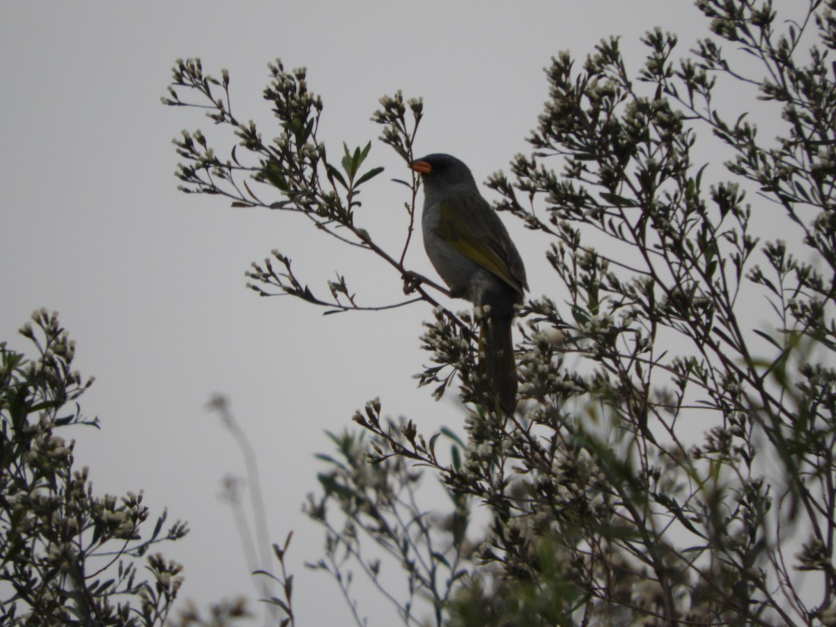 Great Pampa-Finch - ML646582607