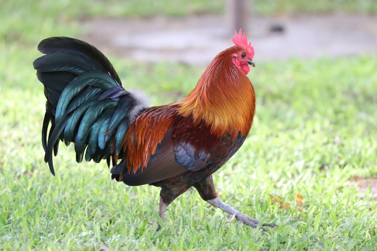 kur domácí - ML646582614