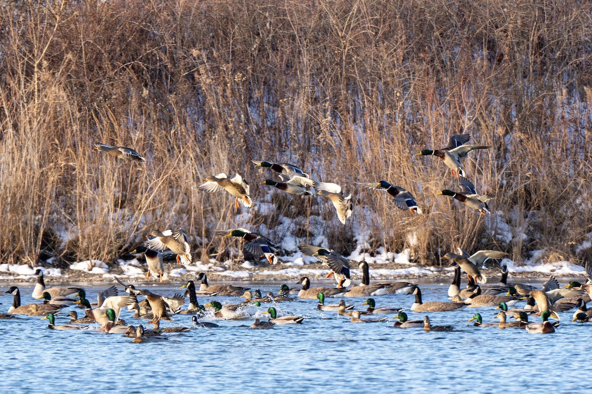 kachna divoká - ML646582617