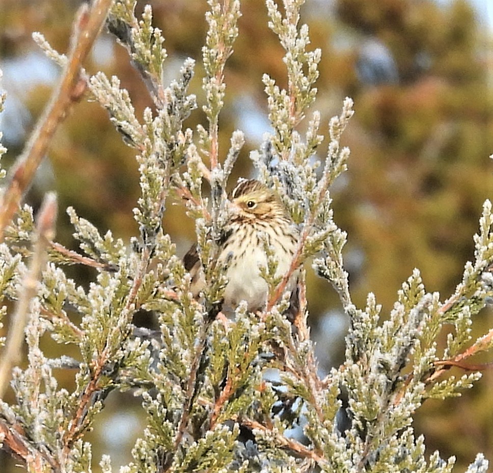 Savannah Serçesi - ML646582618