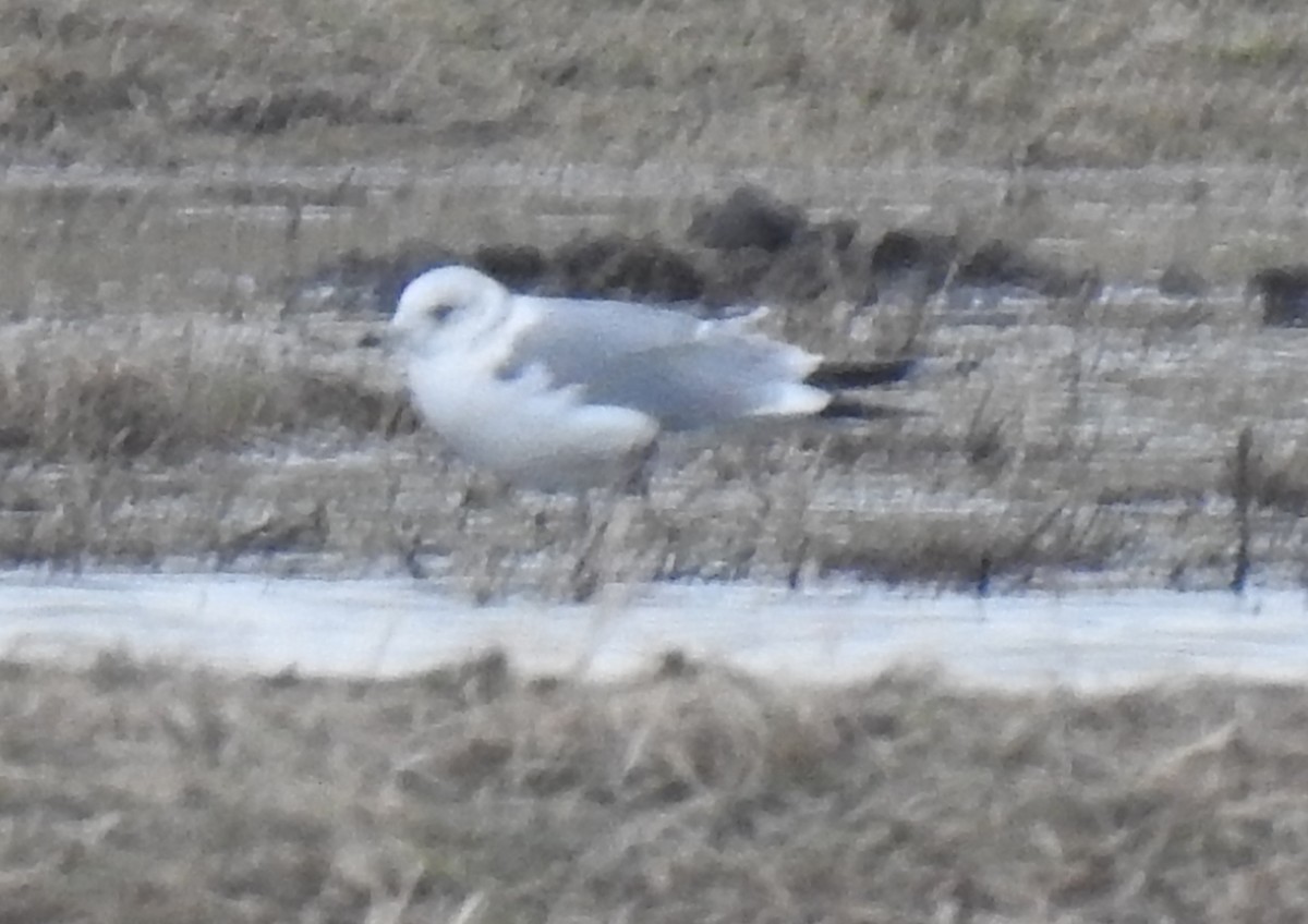 Sturmmöwe - ML646582619