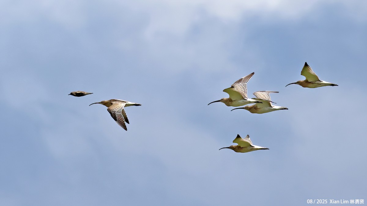 ダイシャクシギ - ML646582620