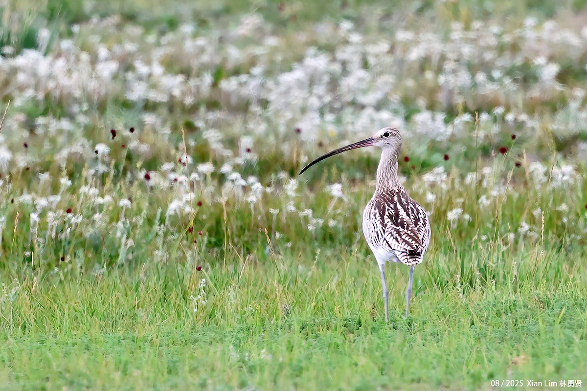 ダイシャクシギ - ML646582621