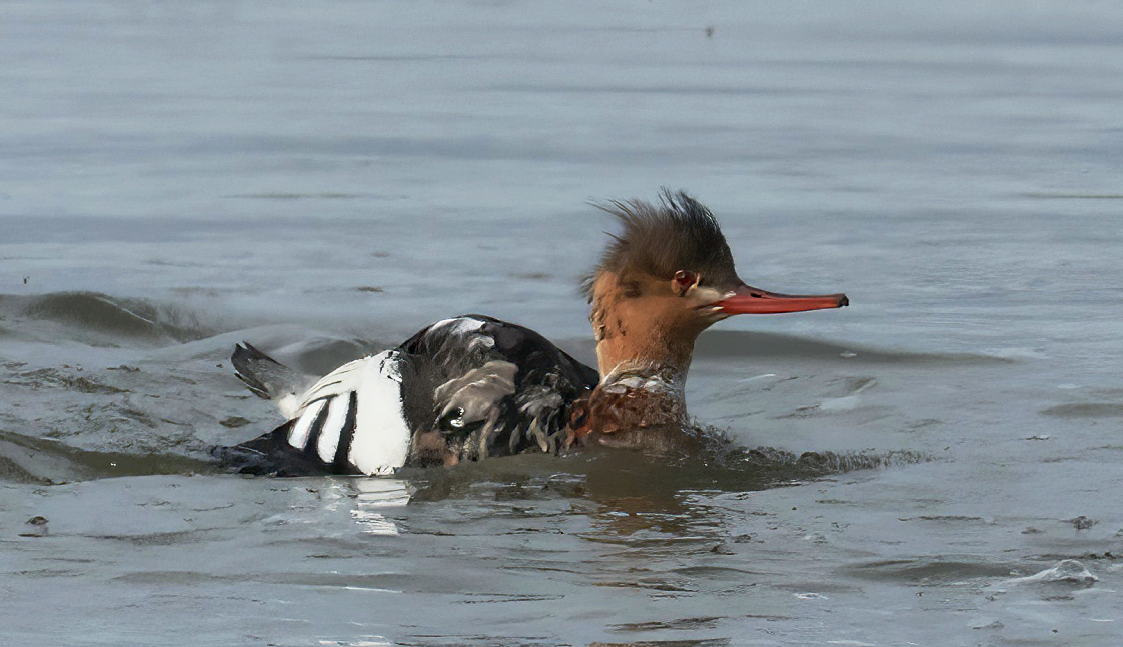 siland - ML646582622