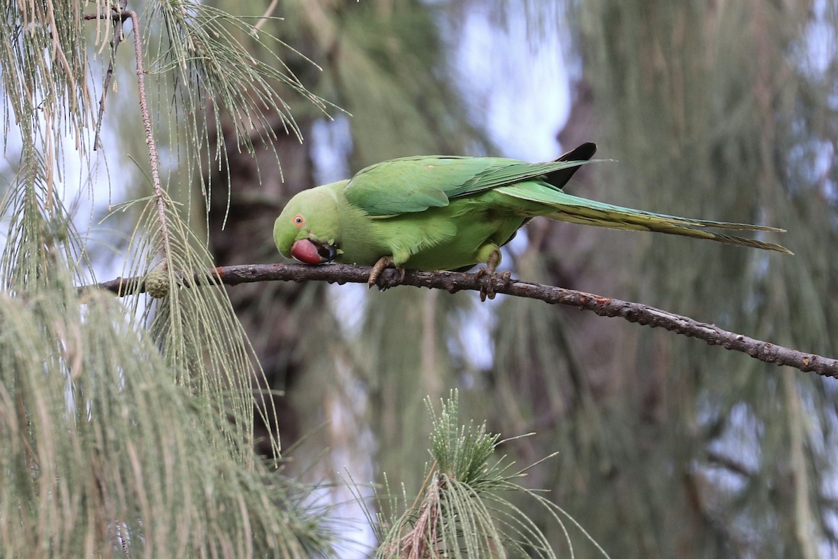 alexandr malý - ML646582630