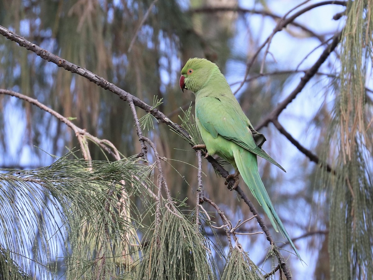 alexandr malý - ML646582631