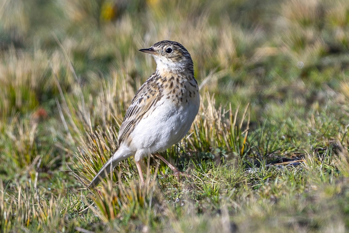Puna Pipit - ML646582632