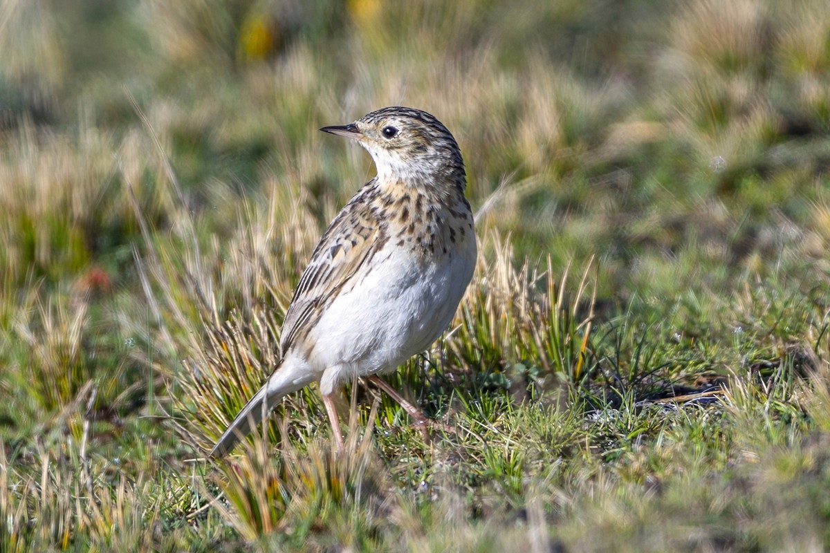 Puna Pipit - ML646582633