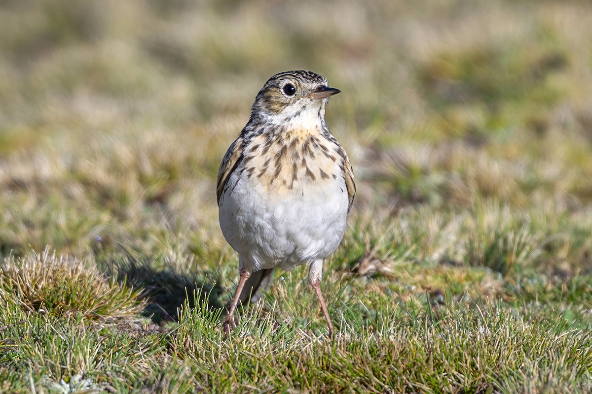 Puna Pipit - ML646582634