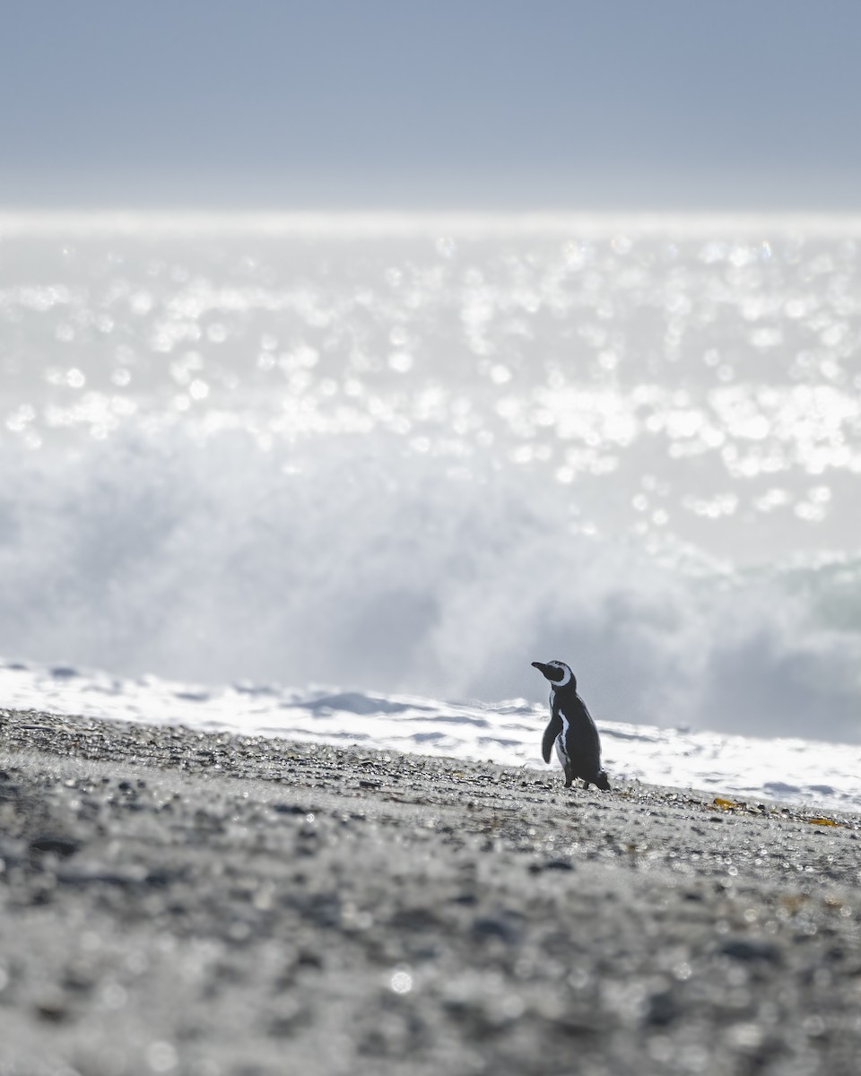 Magellanic Penguin - ML646582635