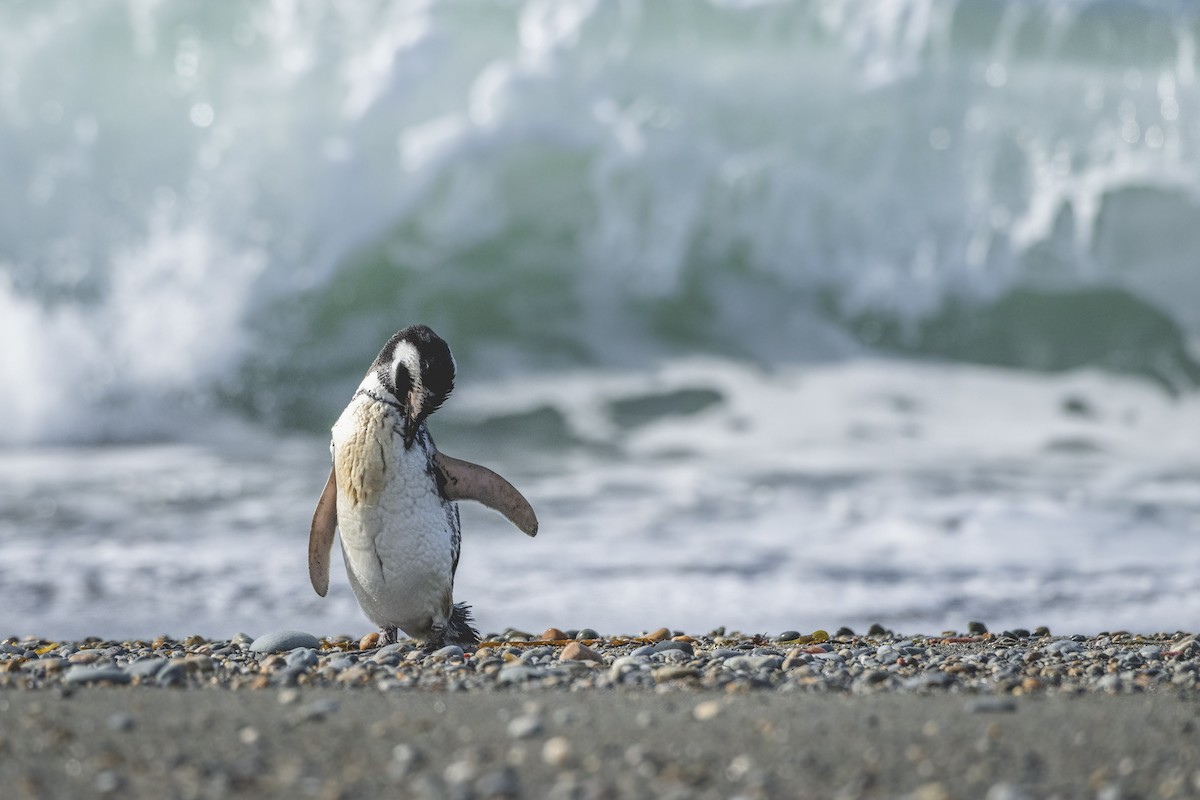 Magellanic Penguin - ML646582636