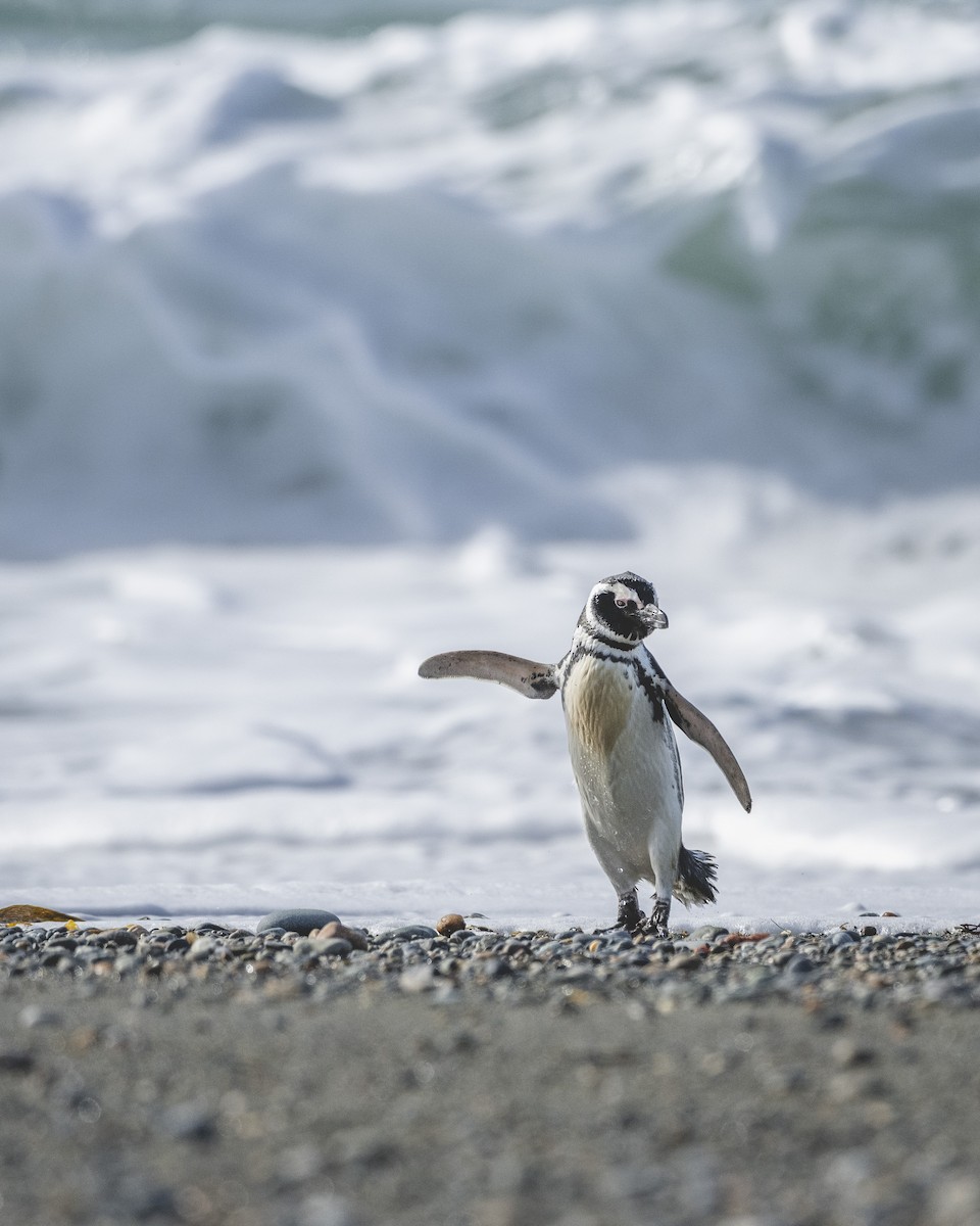 Magellanic Penguin - ML646582637
