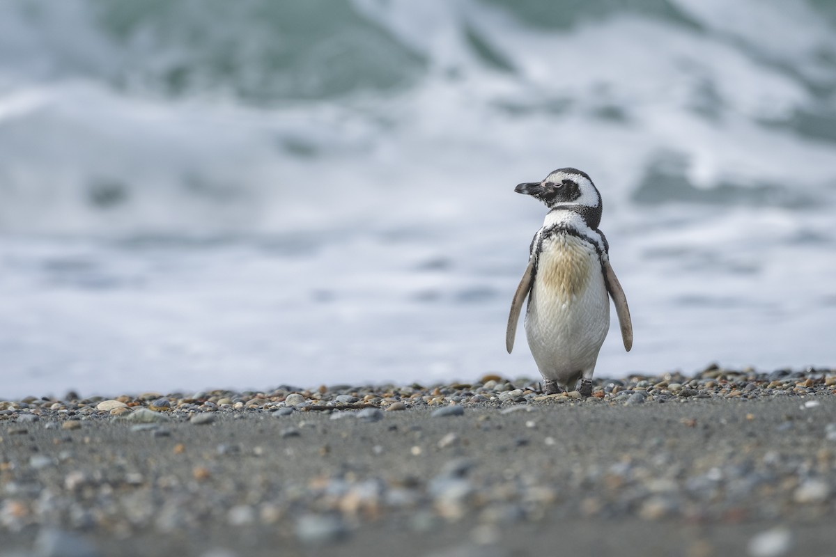 Magellanic Penguin - ML646582638