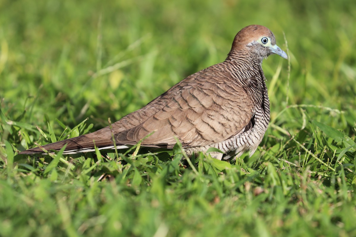 holoubek vlnkovaný - ML646582641