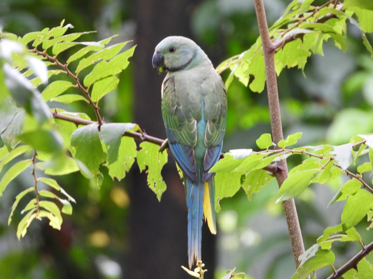 Malabar Parakeet - ML646582642