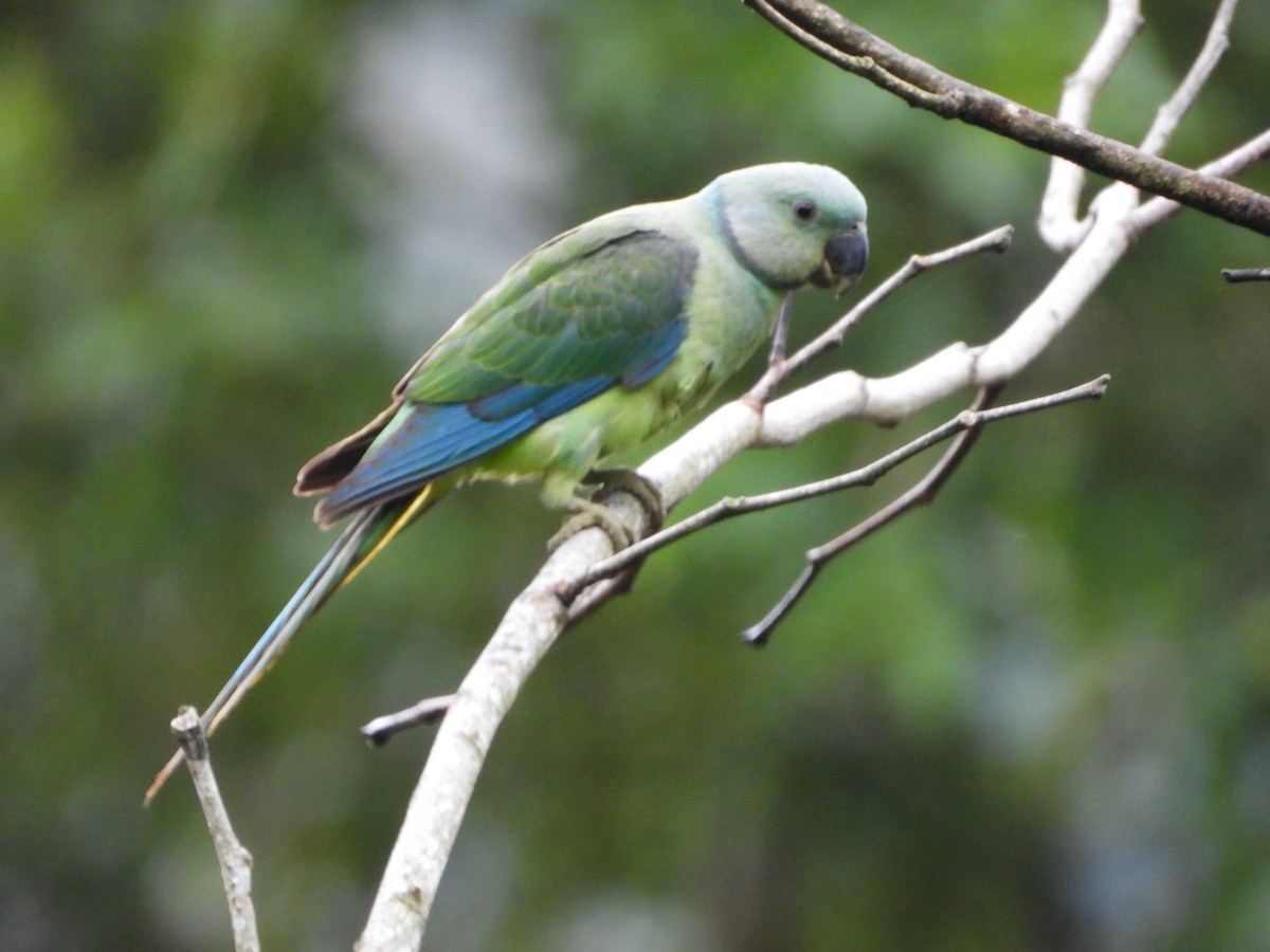 Malabar Parakeet - ML646582643