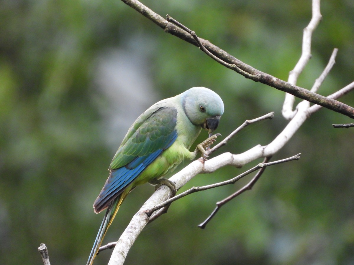 Malabar Parakeet - ML646582645