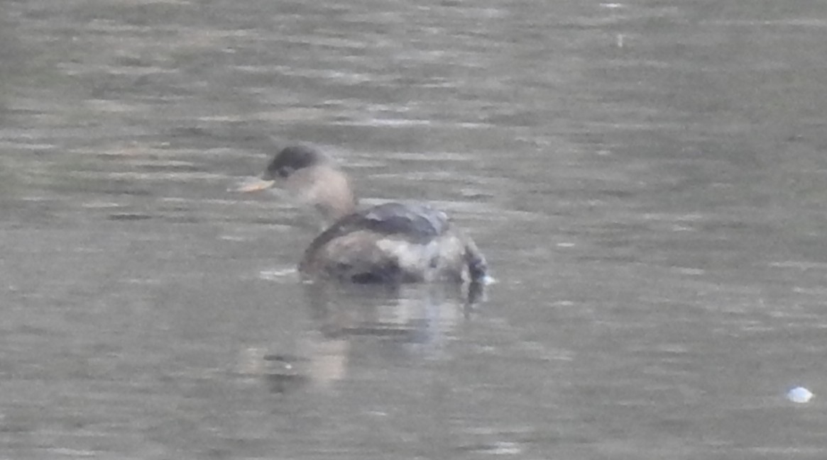 Zwergtaucher - ML646582647