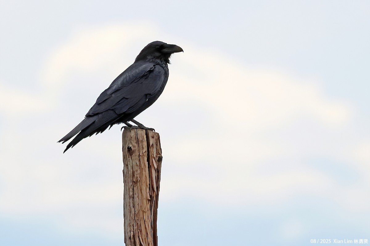 עורב שחור - ML646582657