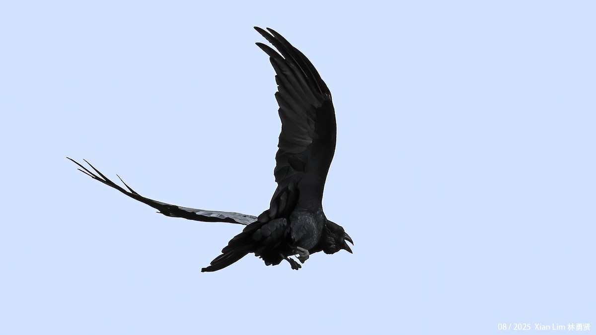 עורב שחור - ML646582658