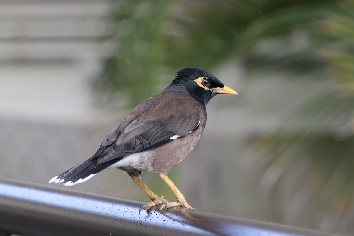 majna obecná - ML646582660