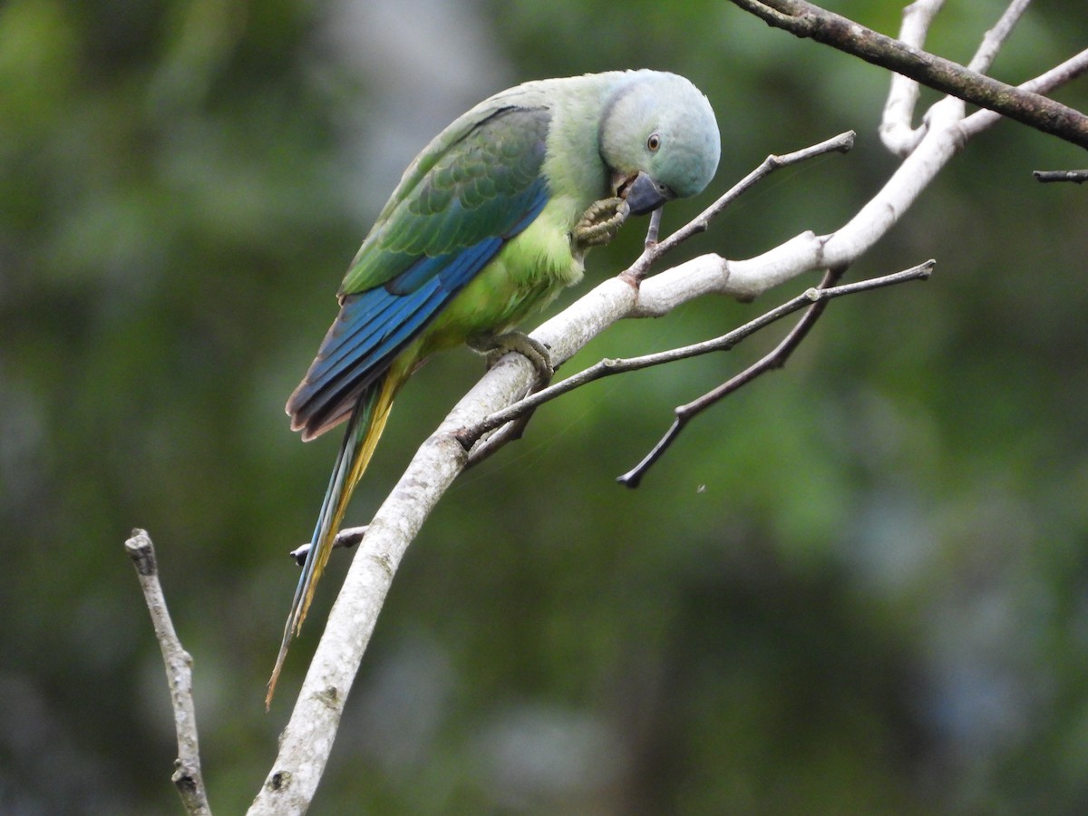Malabar Parakeet - ML646582662