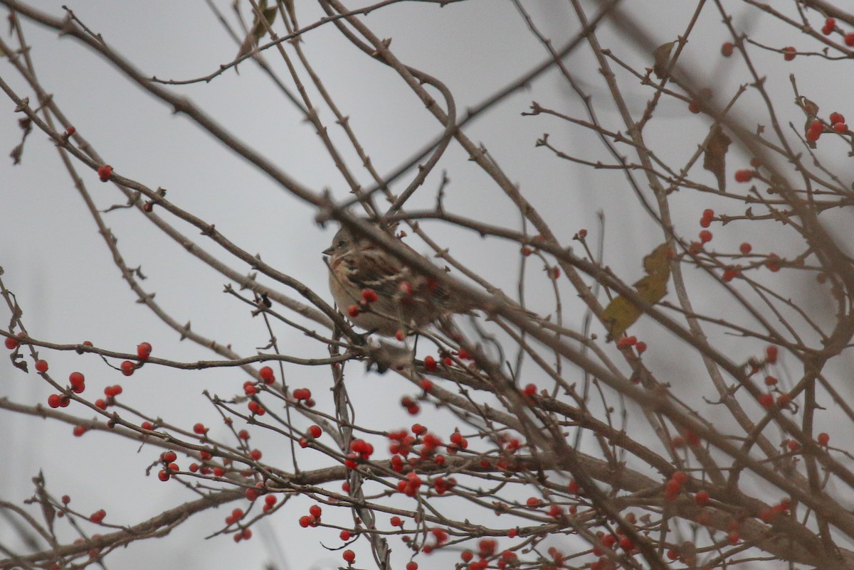 American Tree Sparrow - ML646582667