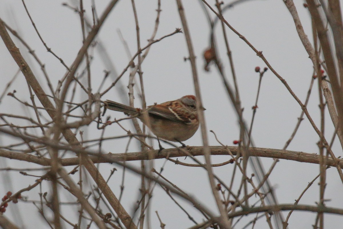 American Tree Sparrow - ML646582676