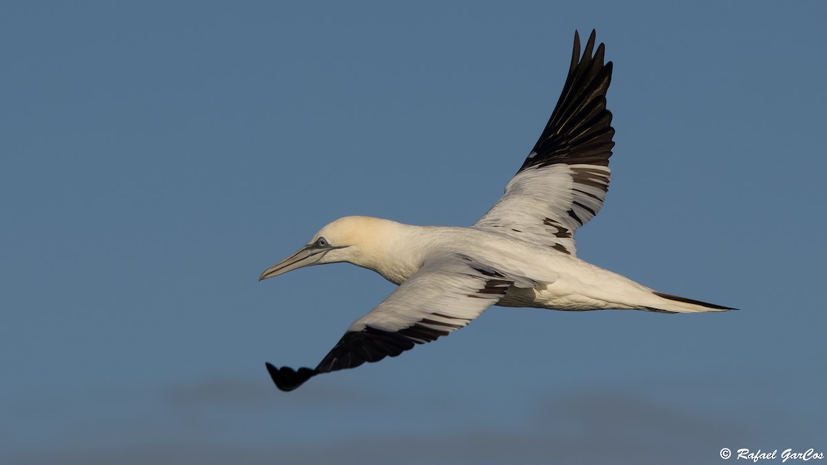Northern Gannet - ML646582677