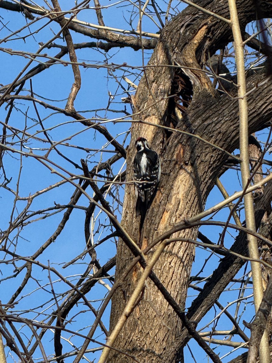 Hairy Woodpecker - ML646582679