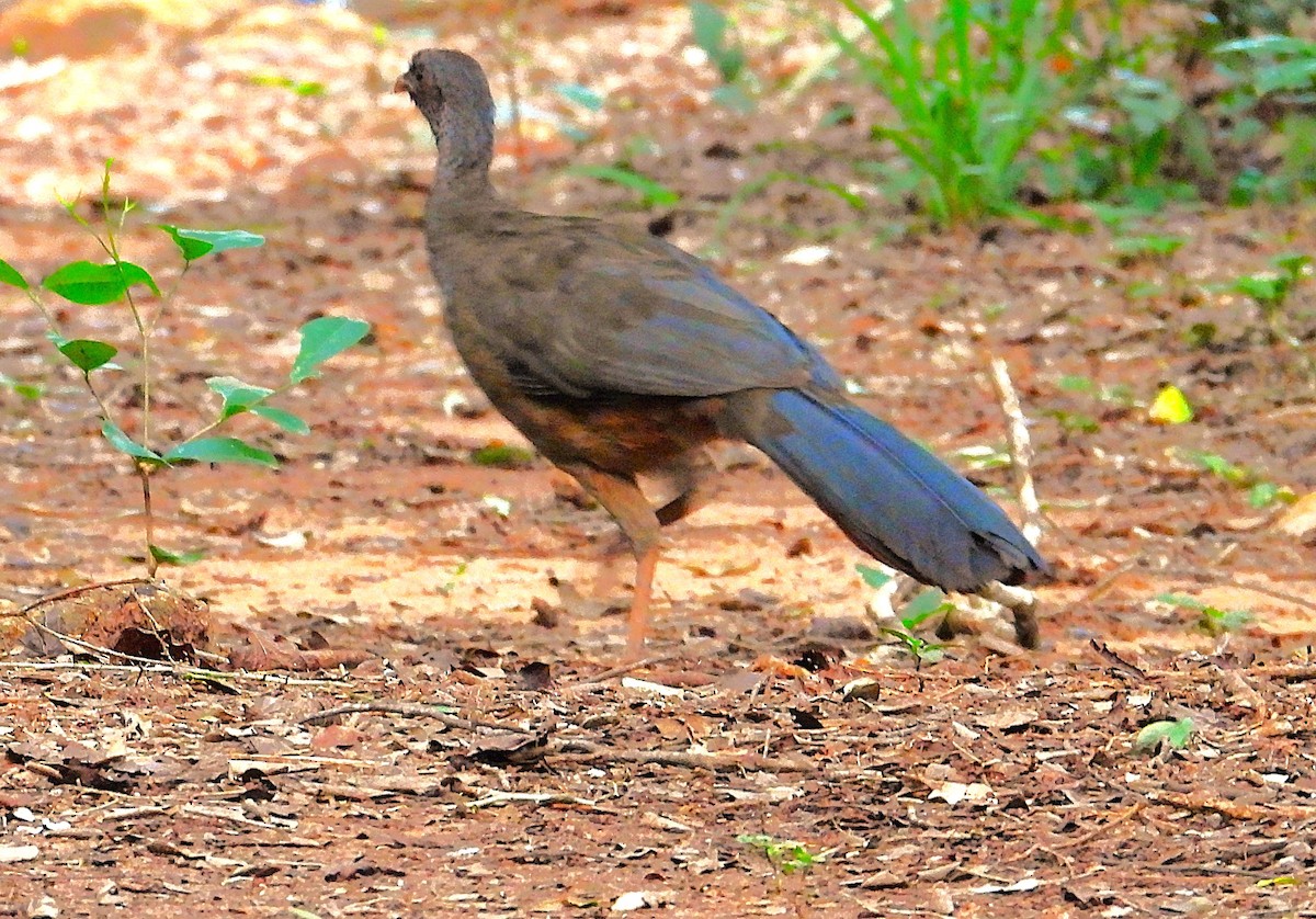 Rusty-margined Guan - ML646582684