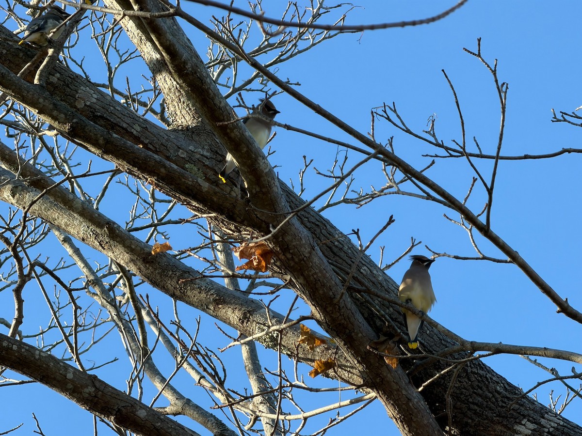 Cedar Waxwing - ML646582685