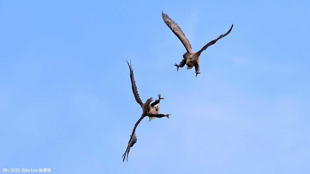 オジロワシ - ML646582686