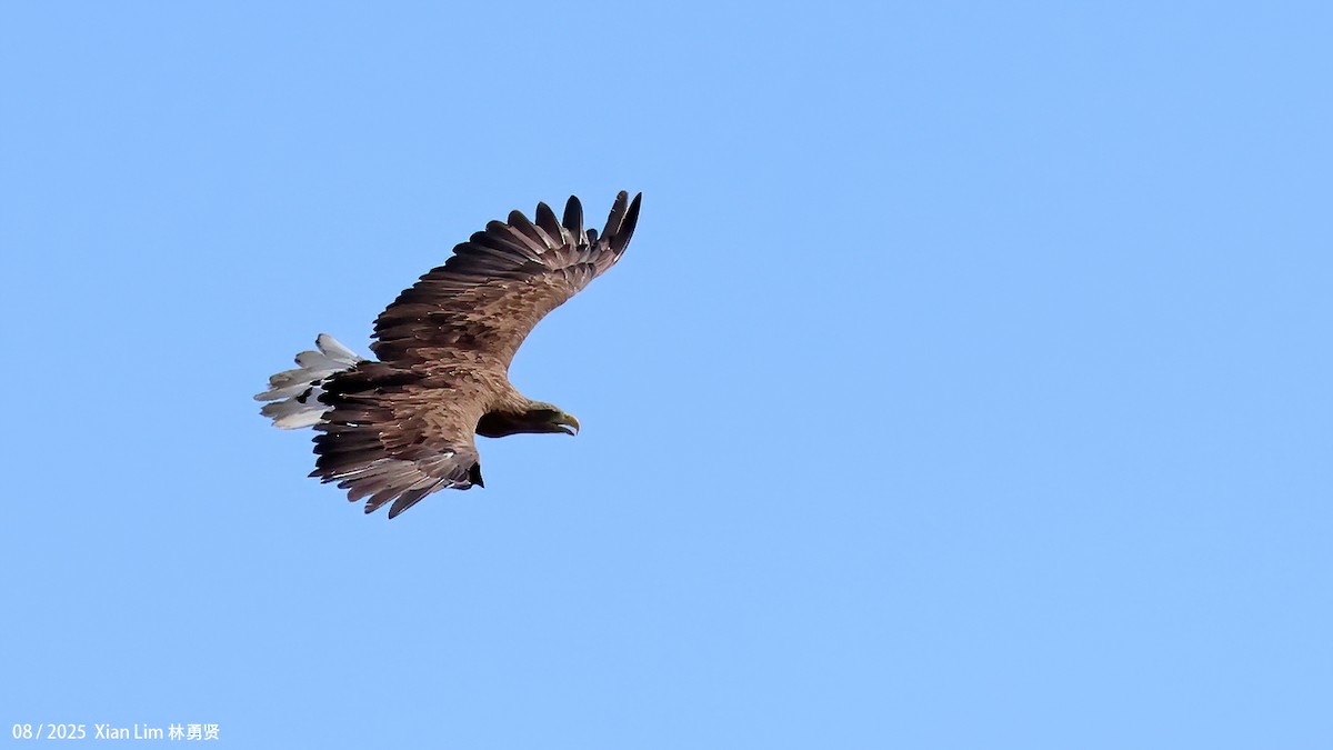 オジロワシ - ML646582687