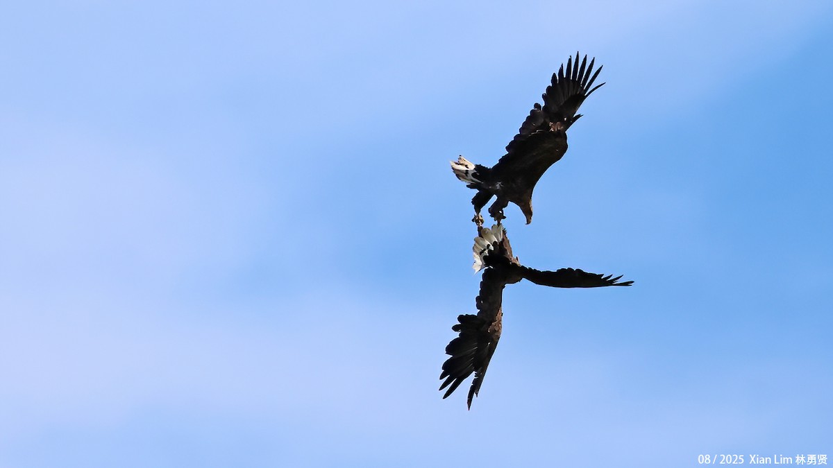 オジロワシ - ML646582689