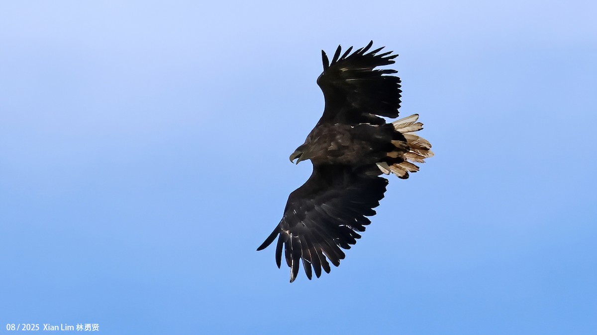 オジロワシ - ML646582690